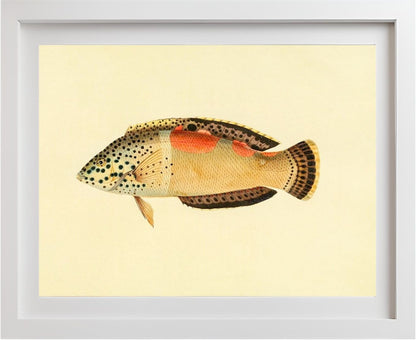 Labrus Aureo-Maculatus