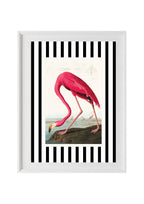 American Flamingo