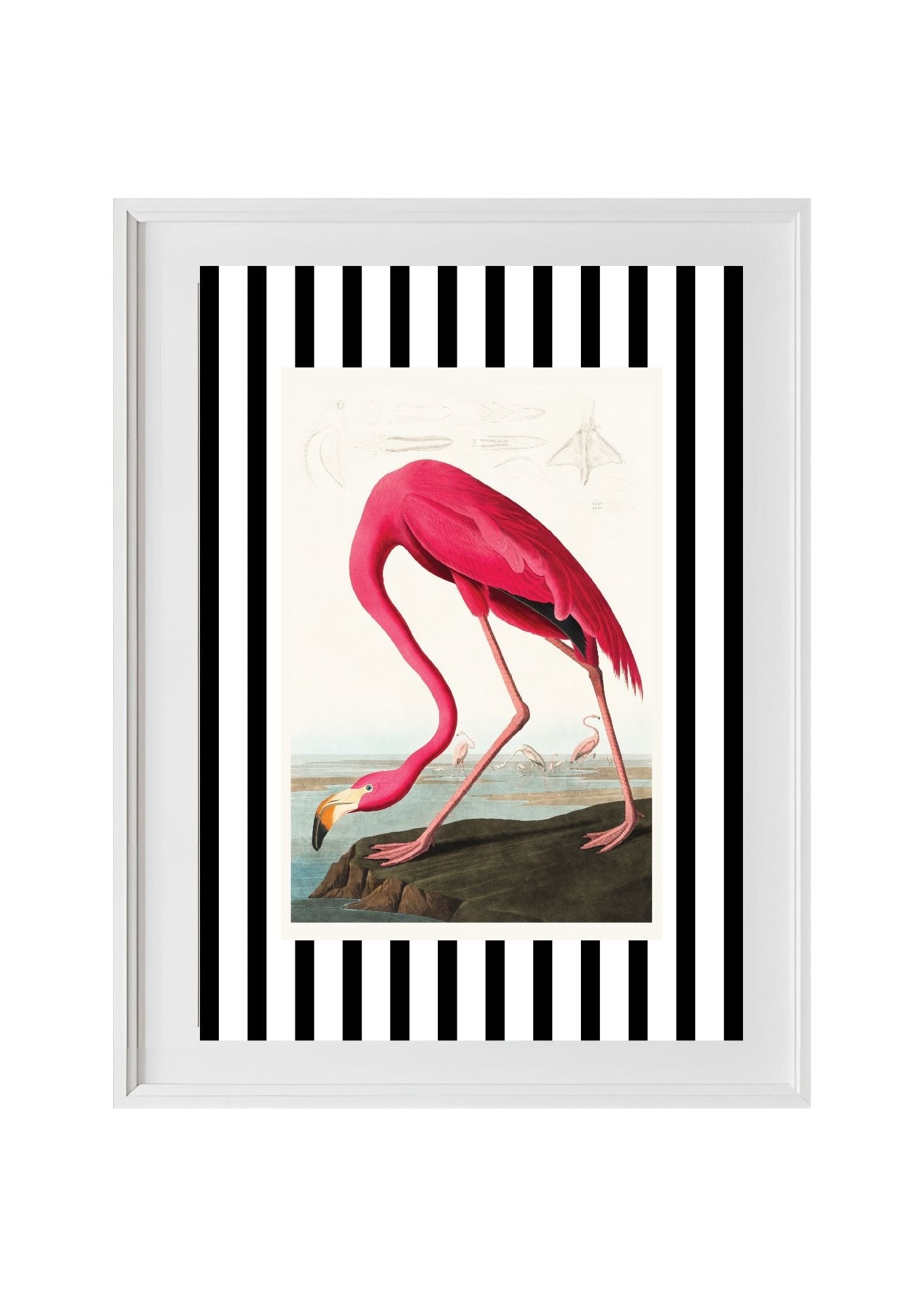American Flamingo