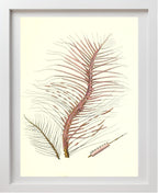 Gorgonia fetofa
