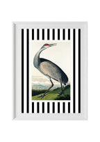 Hooping Crane