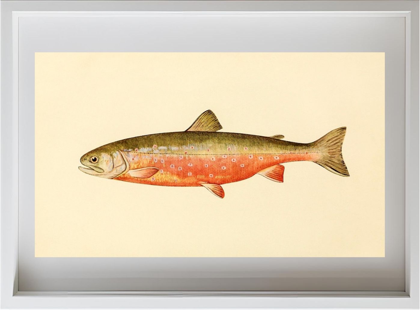 The Sunapee Trout (Adult Male) Salvelinus-Aureolus