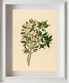 Gardenia Nov. Sp. (Hyperacanthus Amoenus)