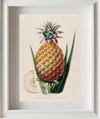 L'Ananas, Pain de Sucre (Bromelia)