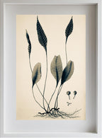Ceterach Pedunculata