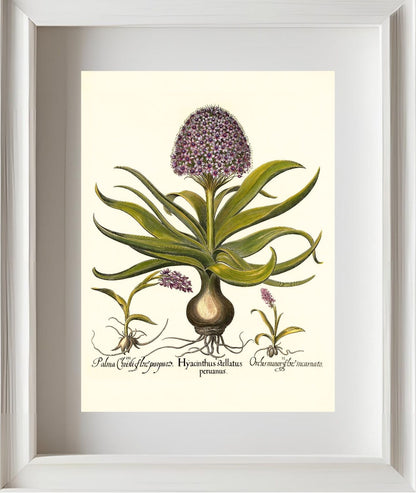 Peruvian squill, Pink spotted wild orchid, et al