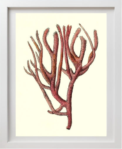 Spongia rubicunda