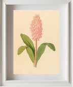 Veltheimia Viridifolia (Veltheimia Bracteata)