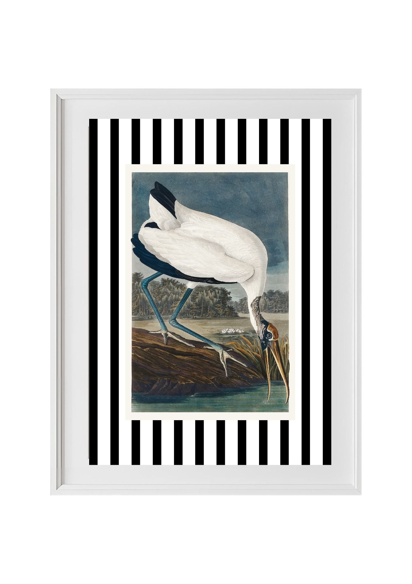 Wood Ibis