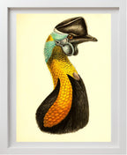 Casuarius Uniappendiculatus