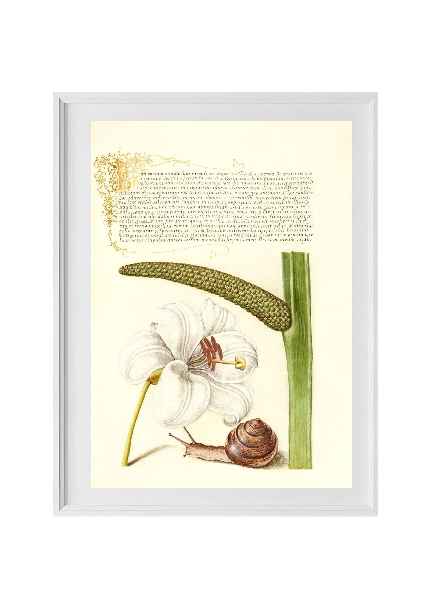 Madonna Lily, Terrestrial Mollusk, and Sweet Flag