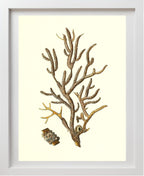 Gorgonia placomus 4