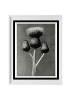 Cirsium Canum (Queen Anne Thistle)