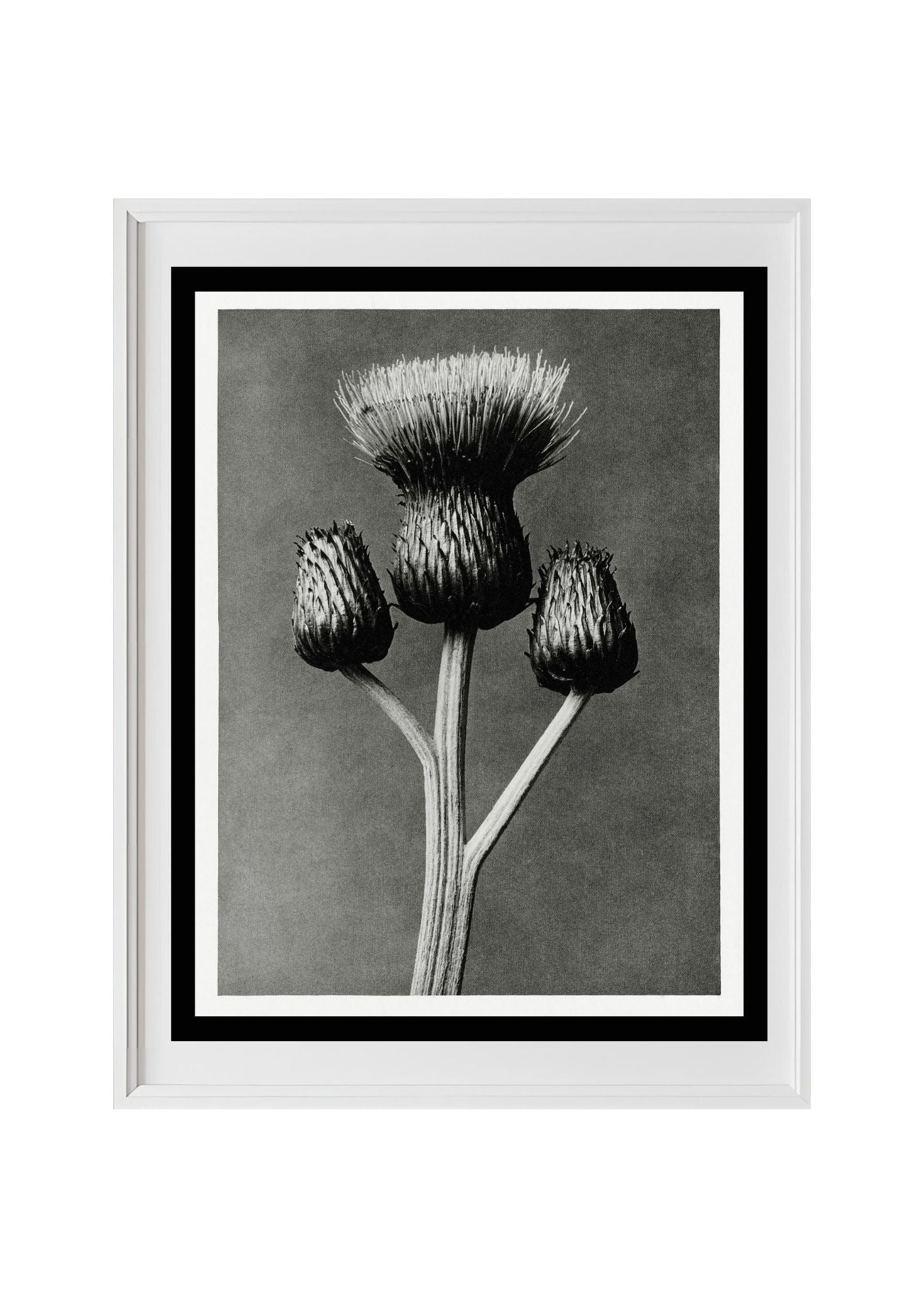Cirsium Canum (Queen Anne Thistle)