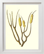 Gorgonia dichotoma