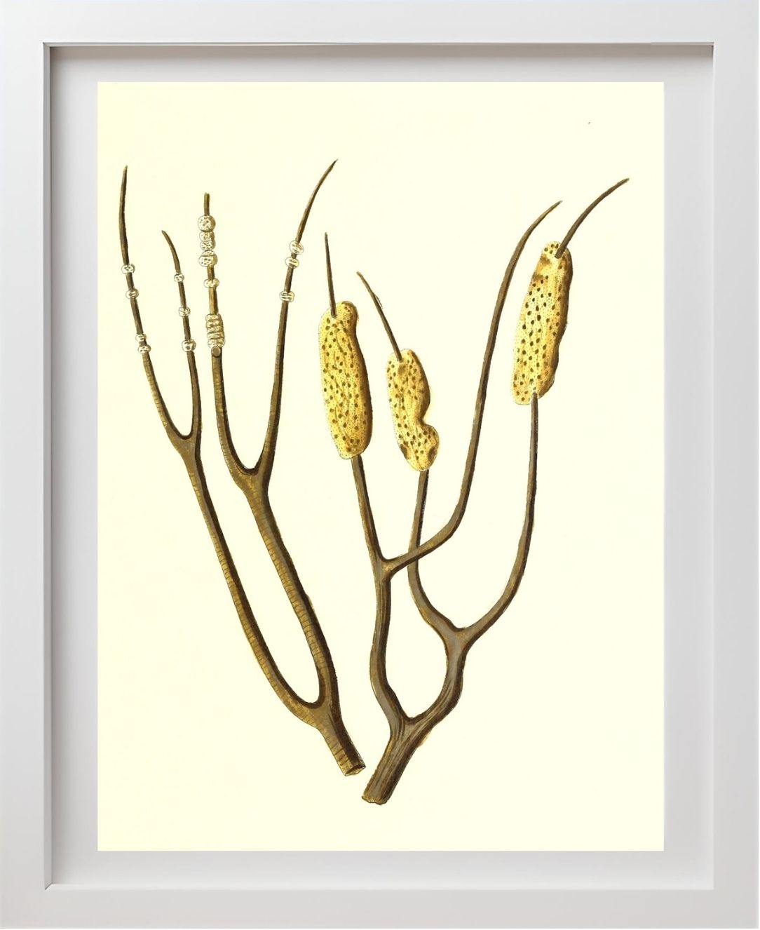 Gorgonia dichotoma