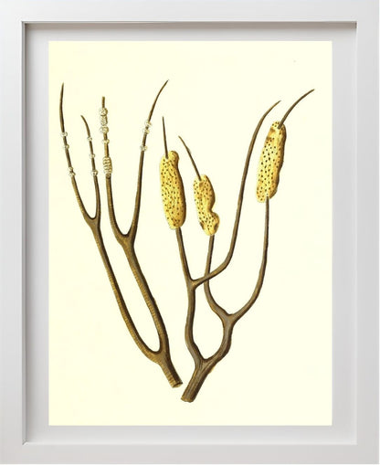 Gorgonia dichotoma