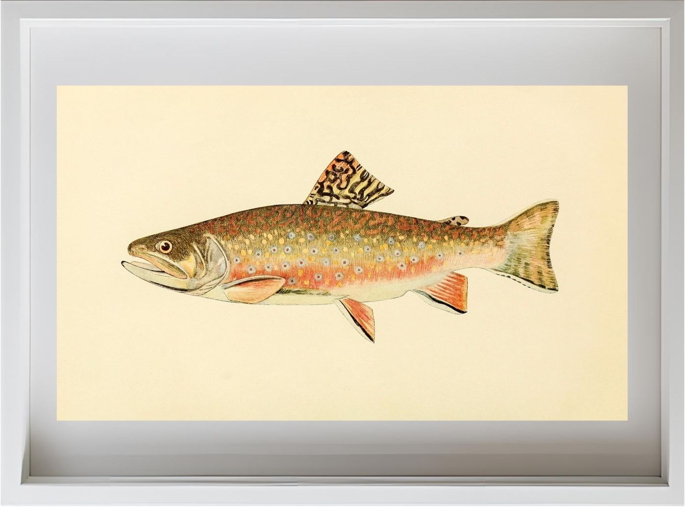 The Brook Trout (Adult Male) Salvelinus-Fontinalis (early fall coloration)