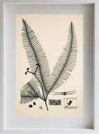 Gleichinia Immersa