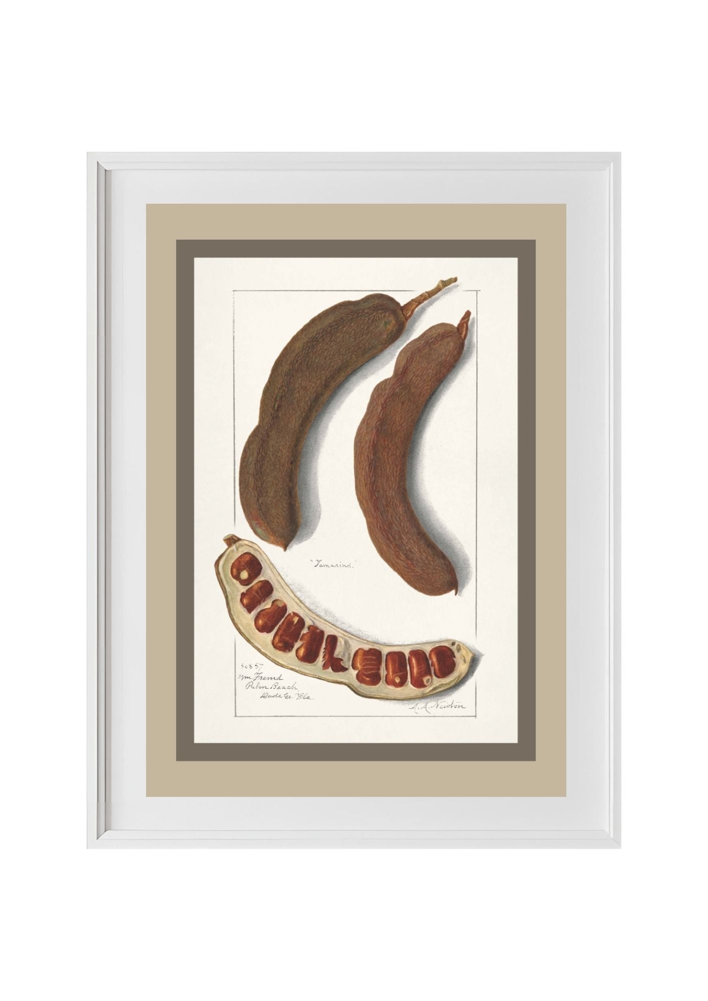 Indian Tamarind