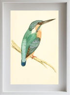Kingfisher