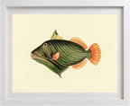 Balistes Aculeatus