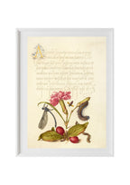 Damselfly, Carnation, Firebug, Caterpillar, Carnelian Cherry, and Centipede