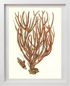 Gorgonia luberola 2