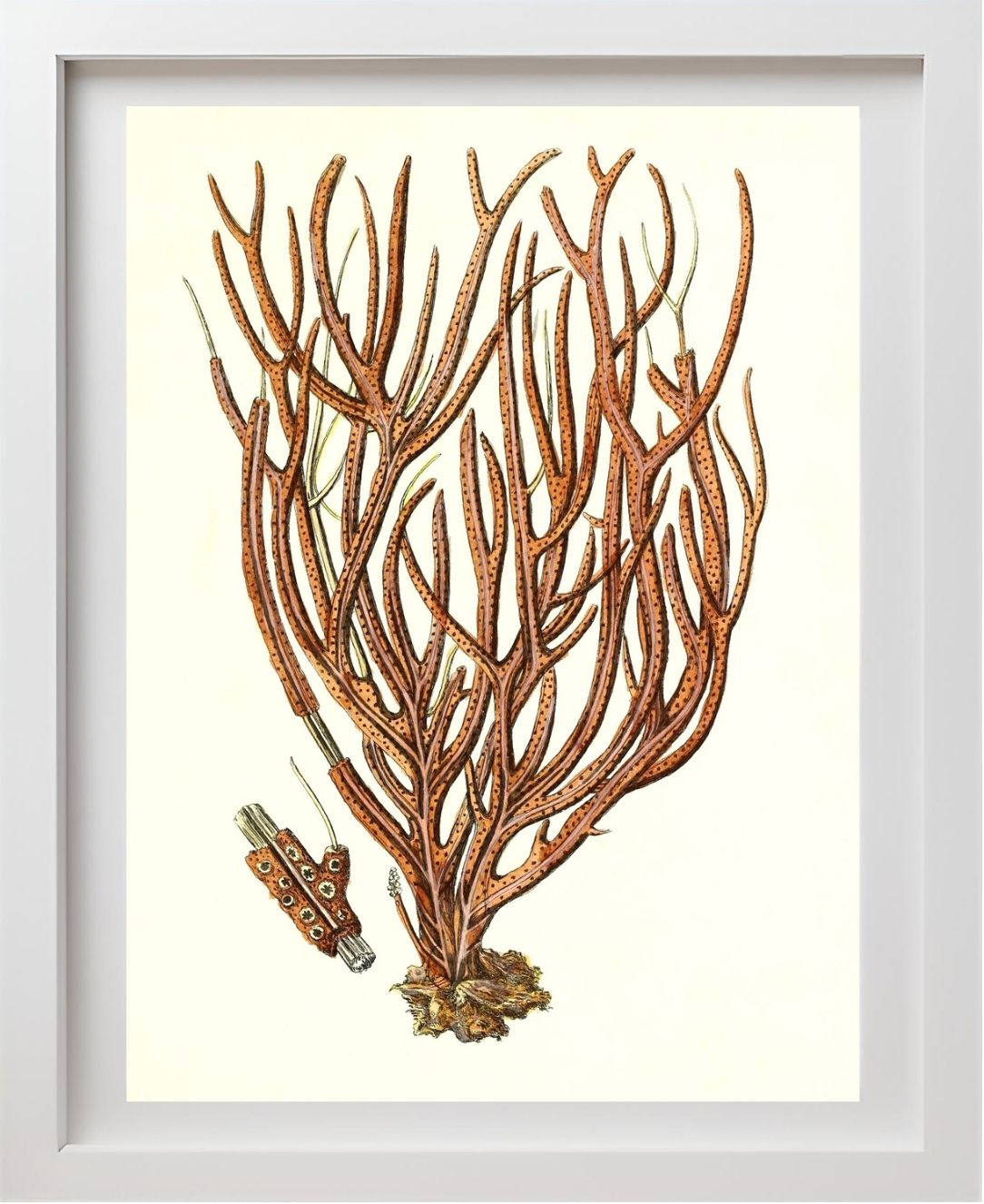 Gorgonia luberola 2
