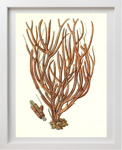 Gorgonia luberola 2