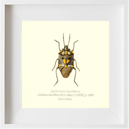 Aplerotus Maculatus
