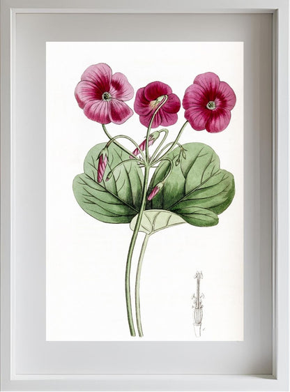 Bowie's Oxalis