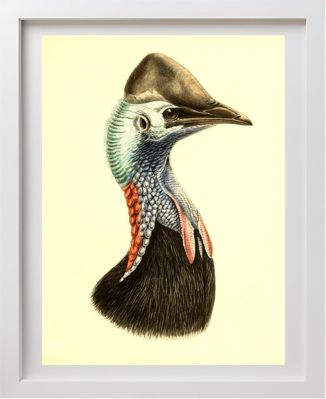 Casuarius Casuarius Salvadorii
