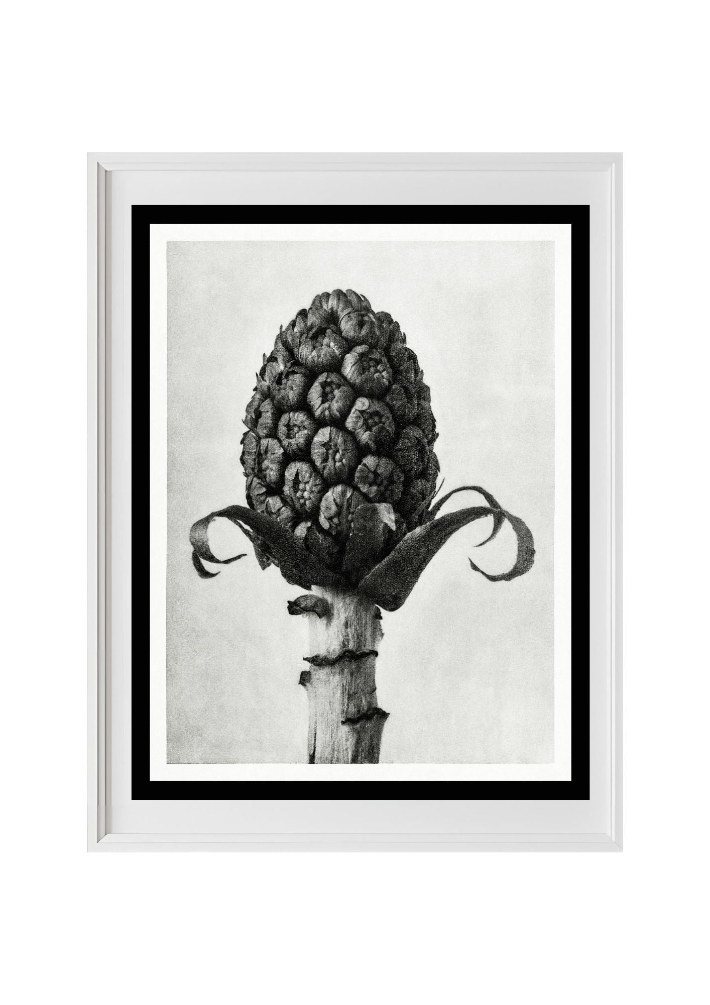 Petasites Officinalis (Butterbur)