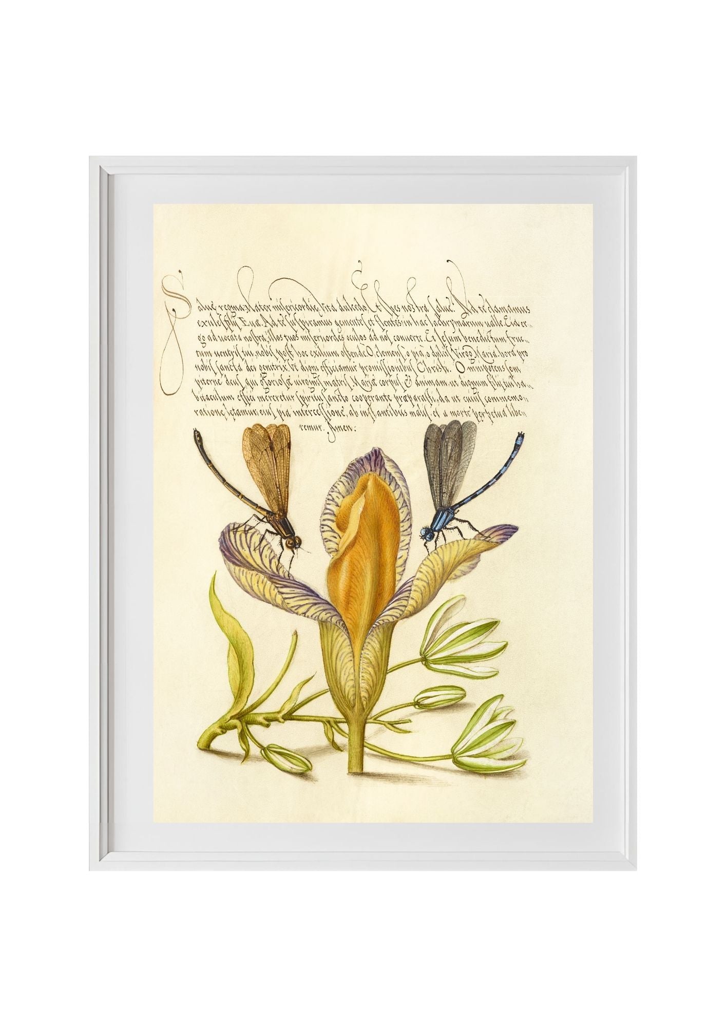 Damselflies, Spanish Iris, and Star-of-Bethlehem