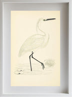 Little Egret