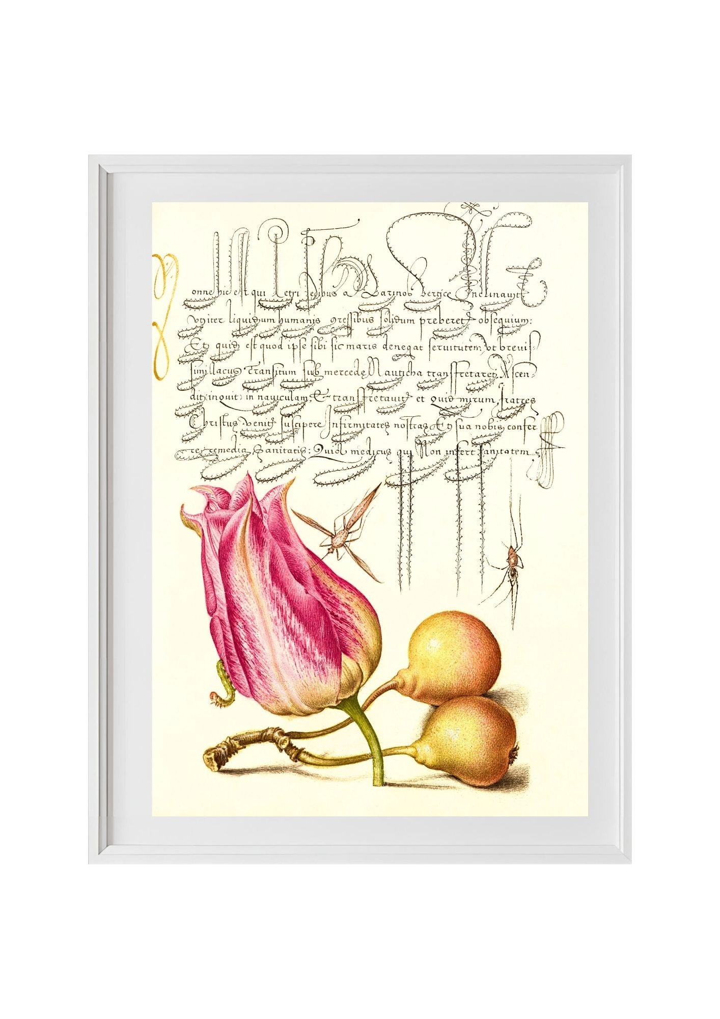 Imaginary Insect, Tulip, Spider, and Common Pear