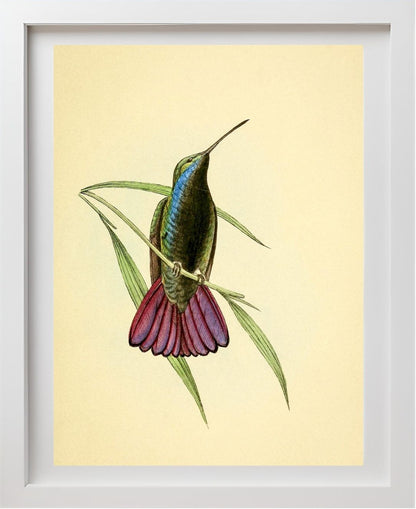 Mango Hummingbird Male