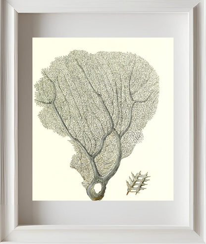 Gorgonia flabellum