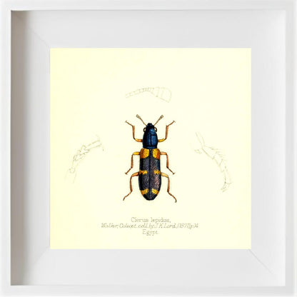 Clerus Lepidus