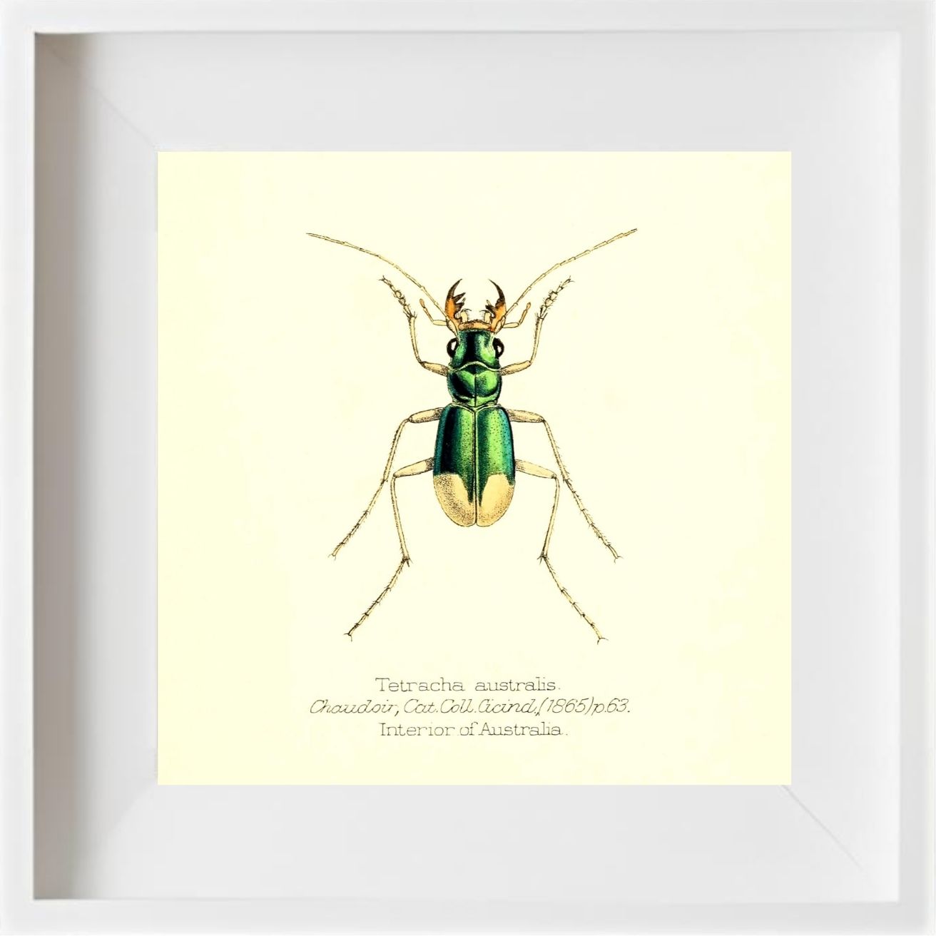 Tetracha Australis