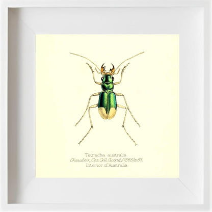 Tetracha Australis