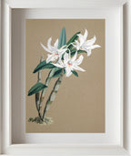 Dendrobium Eburneum