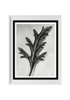 Verbena Canadensis (Rose Mock Vervain)