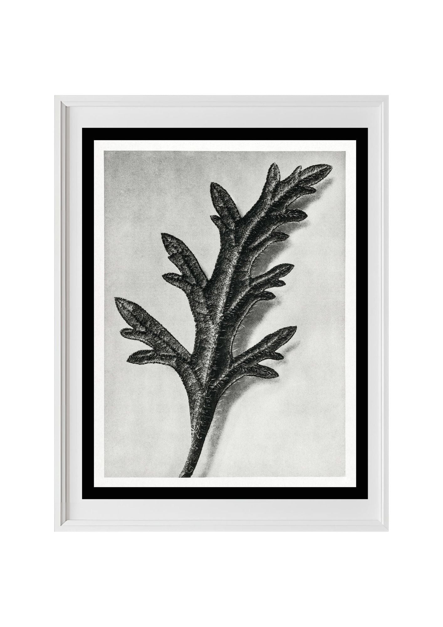 Verbena Canadensis (Rose Mock Vervain)