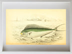 Atlantic Coryphaene or Dolphin