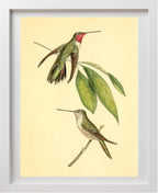 Mexican Amethyst Hummingbird
