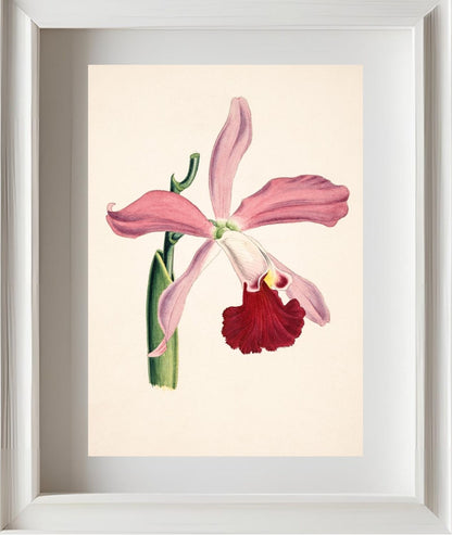 Laelia Elegans