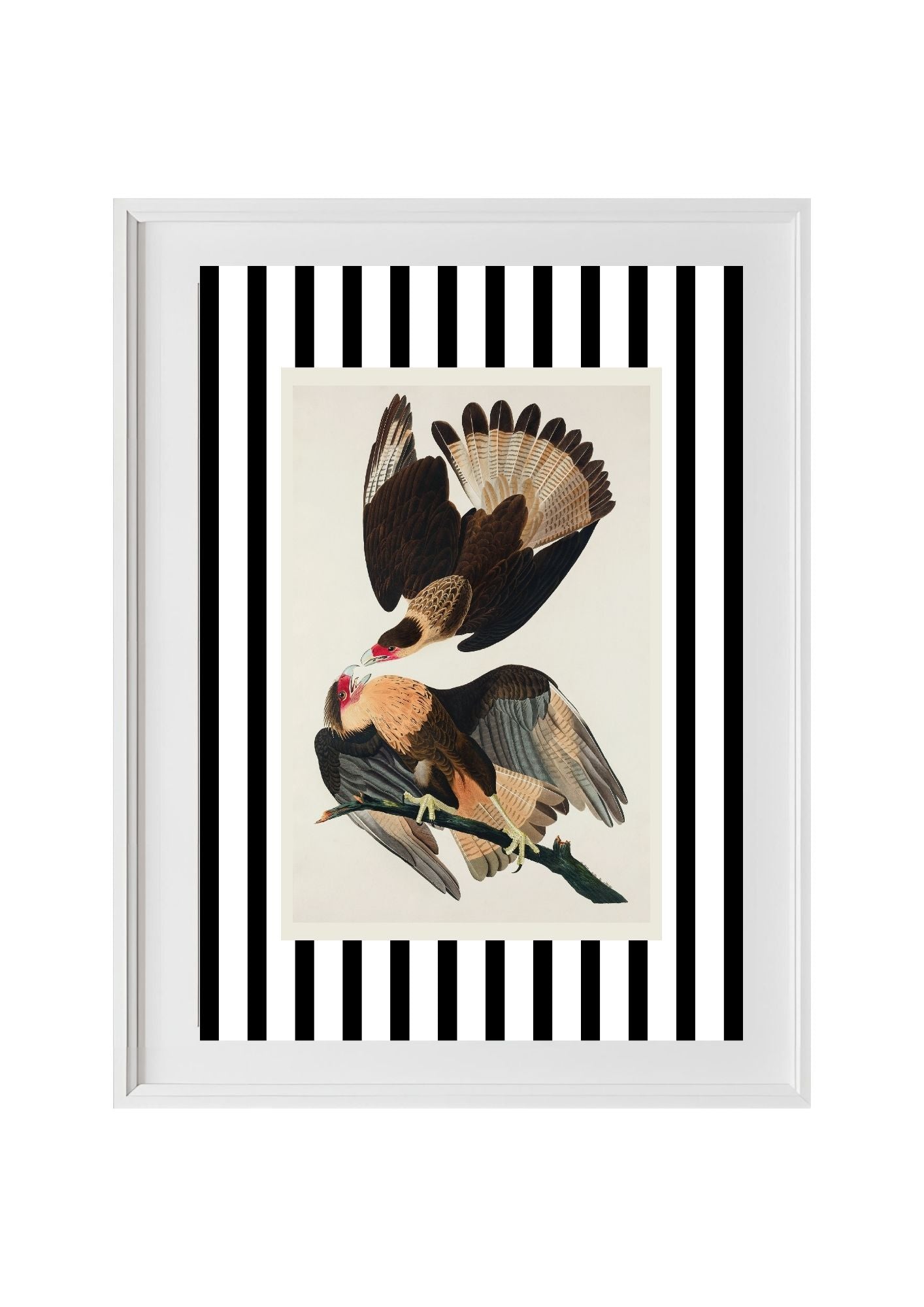 Brasilian Caracara