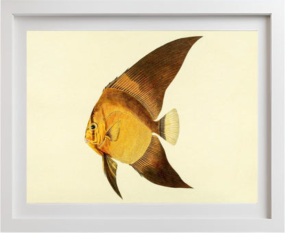 Chaetodon Vespertilio